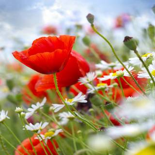 Common poppy wallpaper
