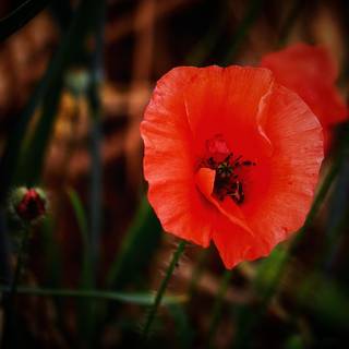 Common poppy wallpaper