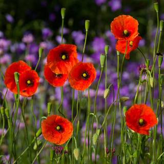 Common poppy wallpaper