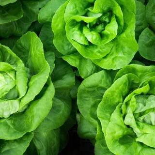 Green vegetables wallpaper