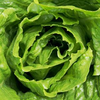 Green vegetables wallpaper