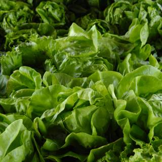 Green vegetables wallpaper