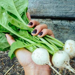 Green vegetables wallpaper