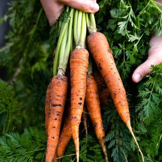 Green vegetables wallpaper