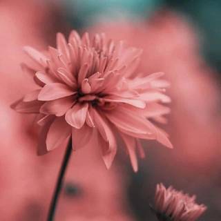 Long screen wallpaper