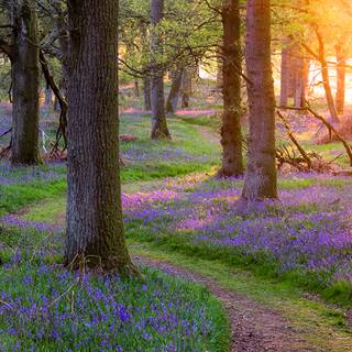 Scotland spring wallpaper