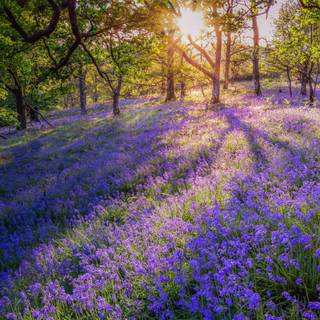 Scotland spring wallpaper