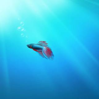 Windows 7 Beta wallpaper