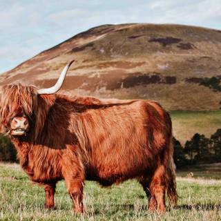 Scotland spring wallpaper