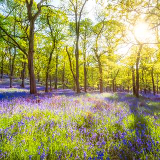 Scotland spring wallpaper