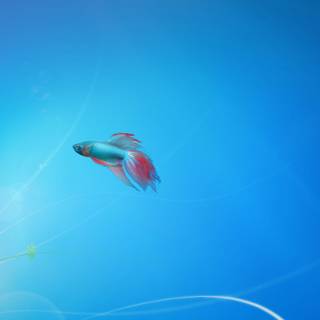 Windows 7 Beta wallpaper