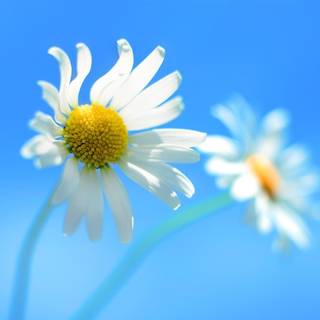 Windows 7 Beta wallpaper