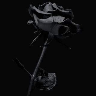 Cute black 4k wallpaper