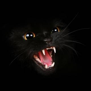 Cute black 4k wallpaper