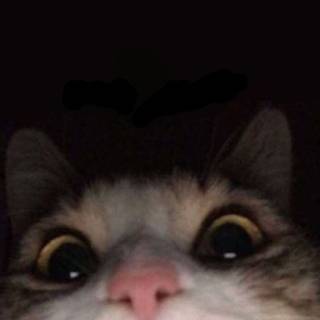 Funny cat phone wallpaper