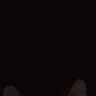 Funny cat phone wallpaper