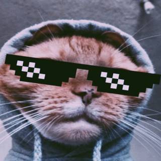 Funny cat phone wallpaper