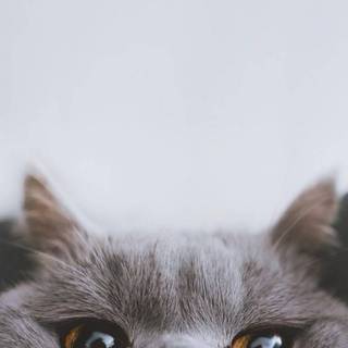 Funny cat phone wallpaper