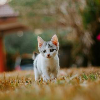 Funny cat phone wallpaper