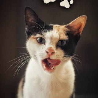 Funny cat phone wallpaper