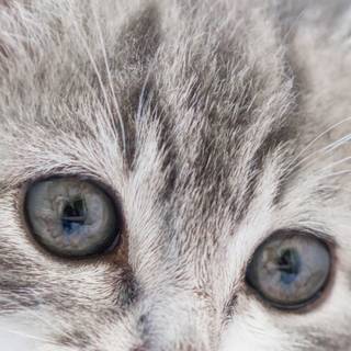 Funny cat phone wallpaper