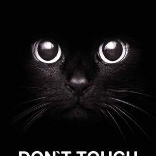 Funny cat phone wallpaper