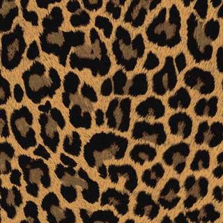 Cheetah print iPhone wallpaper