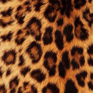 Cheetah print iPhone wallpaper