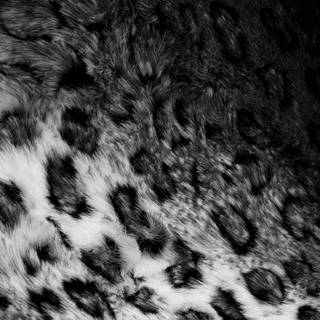 Cheetah print iPhone wallpaper