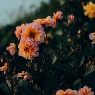 Moody desktop wallpaper