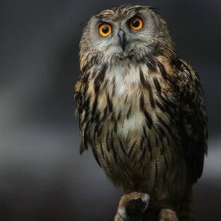 Portrait desktop wallpaper