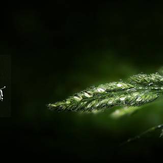 Muslim desktop wallpaper