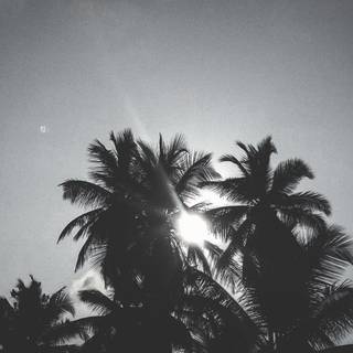 Mobile black and white wallpaper