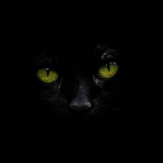 Black cat mobile wallpaper