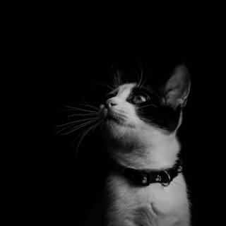 Black cat mobile wallpaper