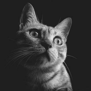 Black cat mobile wallpaper