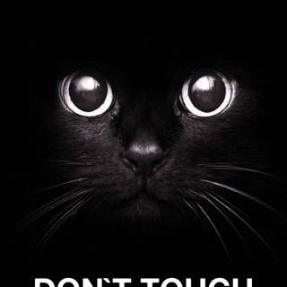 Black cat mobile wallpaper