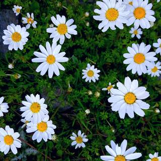 Happy mobile wallpaper