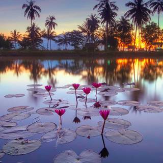 Lake mobile wallpaper