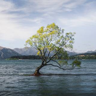 Lake mobile wallpaper