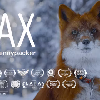 Pax the fox wallpaper