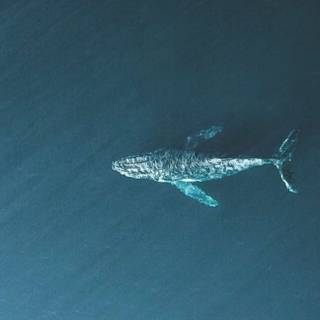 Whalien 52 wallpaper