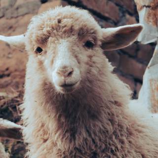 Funny sheep wallpaper