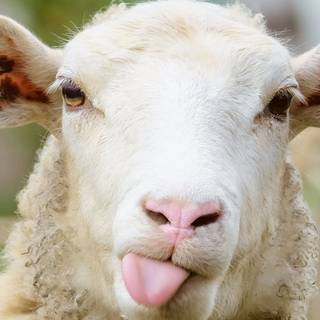 Funny sheep wallpaper