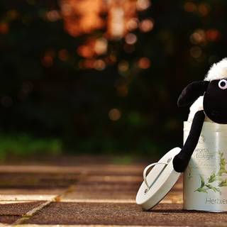 Funny sheep wallpaper