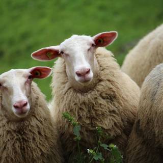 Funny sheep wallpaper