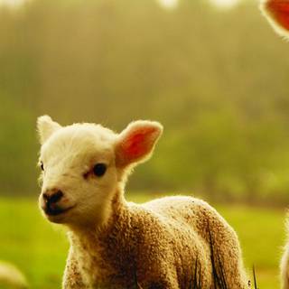 Funny sheep wallpaper
