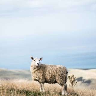 Funny sheep wallpaper
