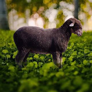 Funny sheep wallpaper