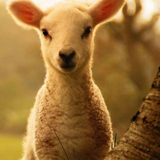 Funny sheep wallpaper